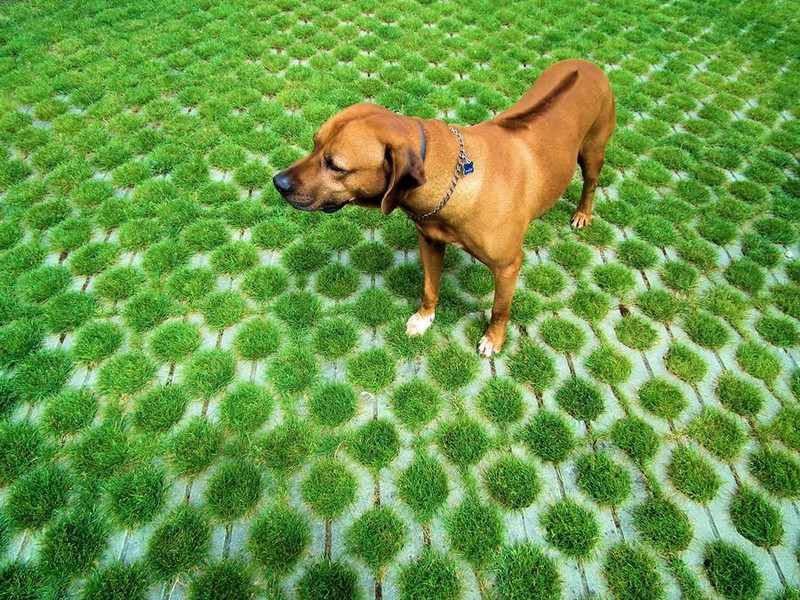 beton gyeprács lerakása a kertben beton gyeprács lerakása a kertben