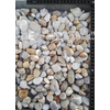 Scherf folyami kavics színes 16-32 mm, 25 kg Scherf folyami kavics színes 16-32 mm, 25 kg
