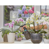 Gardena pumpás permetező 1 l Gardena pumpás permetező 1 l