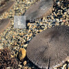 Semmelrock Bradstone Stonewood tipegő ant. barna 35x30x4 cm Semmelrock Bradstone Stonewood tipegő ant. barna 35x30x4 cm