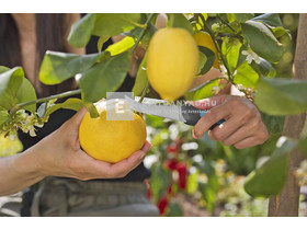 Gardena szüretelő kés Gardena szüretelő kés