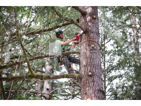 Milwaukee M18FHS20-552 ágvágó láncfűrész 20 cm Milwaukee M18FHS20-552 ágvágó láncfűrész 20 cm