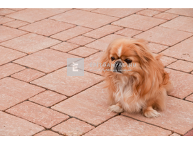 KK Kavics Colonia Vario kombi térkő borostyán 6 cm KK Kavics Colonia Vario kombi térkő borostyán 6 cm