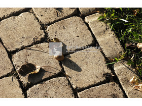 KK Kavics Aquincum Térkő nagytégla homok 21x28 cm 7 cm KK Kavics Aquincum Térkő nagytégla homok 21x28 cm 7 cm